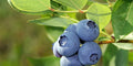 Blueberry Seeds 50 Seeds Organic Vaccinium Cyanococcus Perennial Fruit