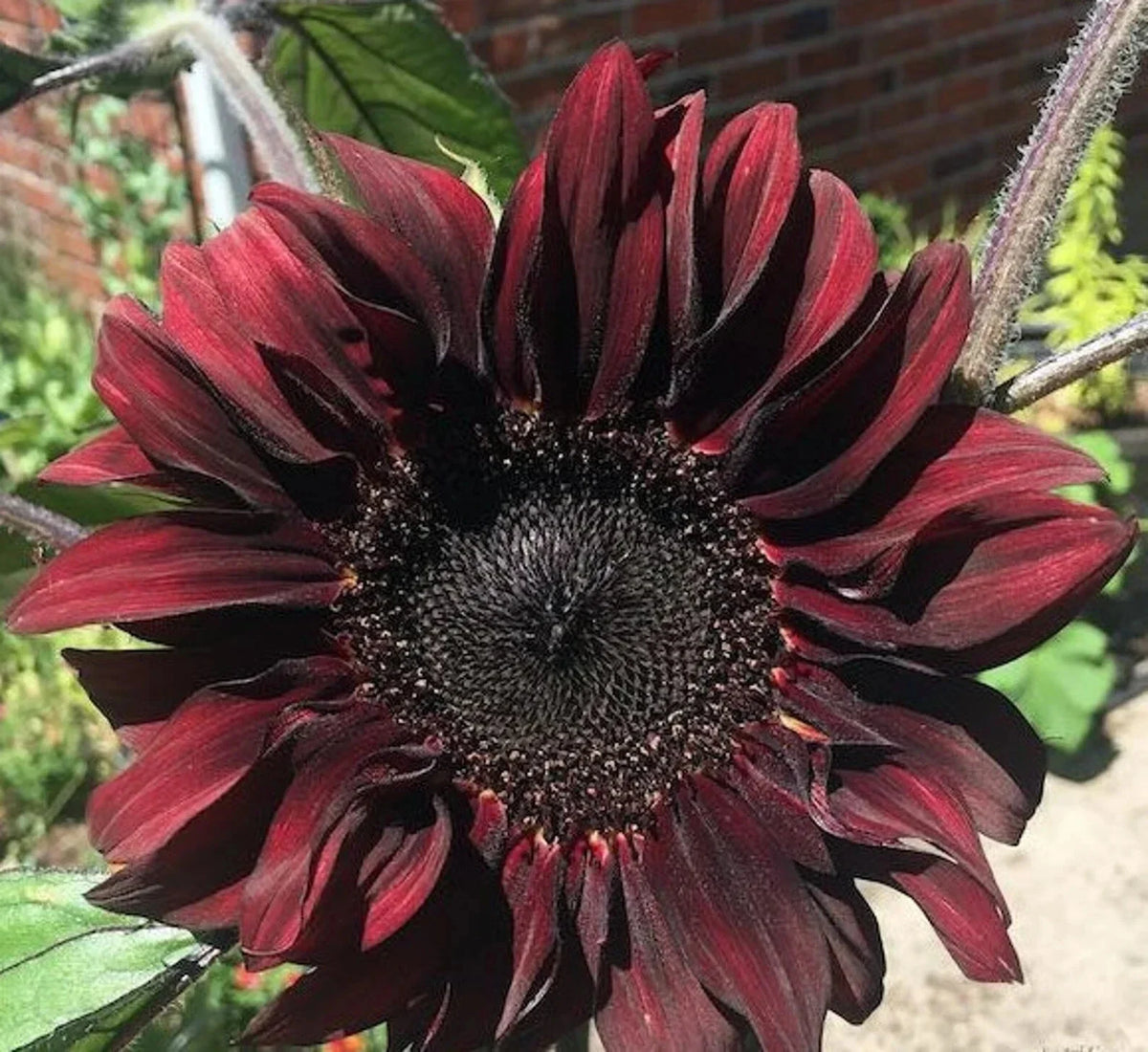 Chocolate Cherry Sunflower Seeds 50pcs Pack - Summer Red Brown Flower Seeds (Helianthus annuus)