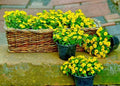 Creeping Zinnia Flower Seeds - 500 Bulk Rock Garden Ground Cover Seeds - Zinnia Profusion Series