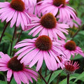 Large Live Echinacea Plant - Sweet Pow Wow, Well-Rooted, 3 Years+, Nectar & Pollen Producer, Echinacea purpurea