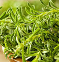 Summer Savory Seeds | Herbs de Provence Vegetable Plant | Satureja hortensis