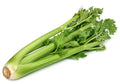 Utah Celery Seeds | Non-GMO Heirloom Seeds for Gardening | Apium graveolens