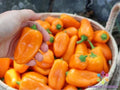 Lunchbox Sweet Pepper Seeds - 25+ Pack for Garden Planting - Capsicum annuum - USA Grown - Free Shipping