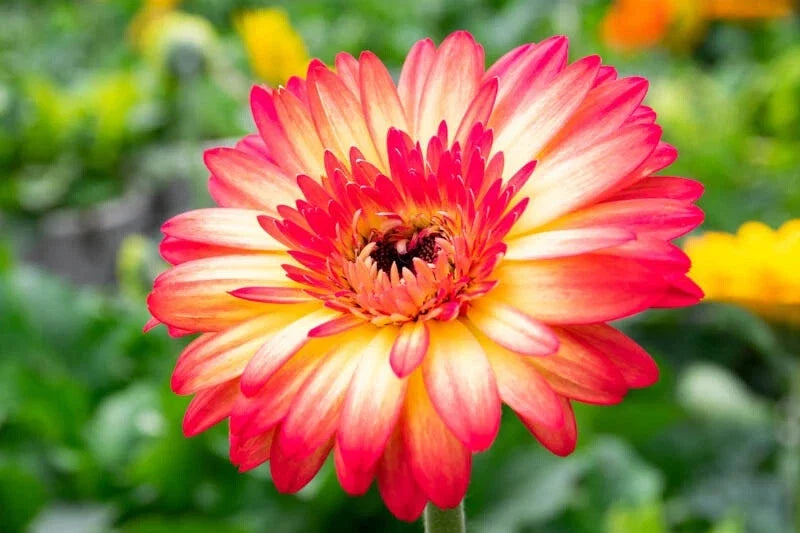 Gerbera Daisy Seeds - 200+ Pack - Yellow & Red Varieties - Garden Planting - Free Shipping - USA