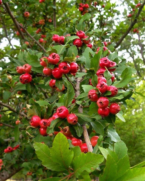 Live Plants 6" Heirloom Mayhaw Fruit Trees, May Haw Apple Hawthorn Seedlings (Crataegus aestivalis)