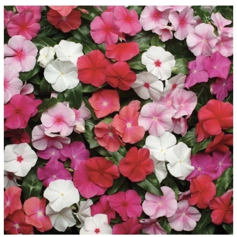 Vinca Seeds - Pacifica XP Mix - 25 Pack - Colorful Annual Flowers - Vinca Rosea