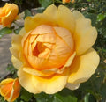 Unrooted Yellow Rose Cuttings 5-8" Fresh Cuttings Rosa spp. for Planting and Propagation