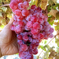 Globe Seedless Grape Vine Cuttings - Bulk Thin Cuttings (50) - Vitis vinifera