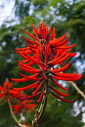 Kaffir Coral Tree Seeds - 20 Pack for Planting - Erythrina variegata - Tropical Flowering Tree Seeds