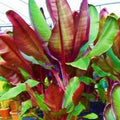 Ensete Maurelii 5-9" Live Plant | Red Abyssinian Banana Tree | Tropical Variety | False Red Musa