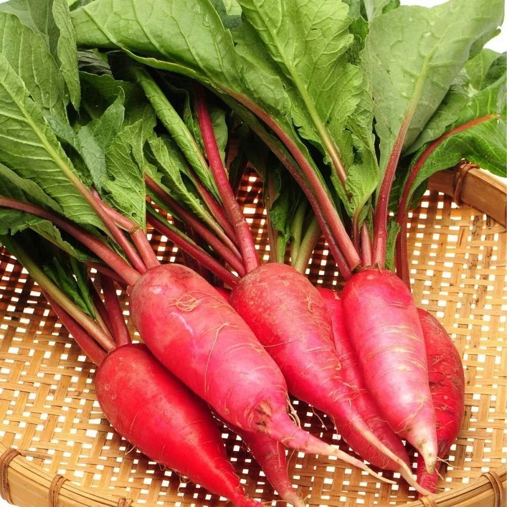 China Rose Radish Seeds - 100/1000/5000 Count - Cold Hardy Winter Radish Microgreens - Raphanus sativus