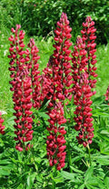 Tall Red Russell Lupine Seeds - 50 Seeds, Lupinus polyphyllus 'My Castle', Maries Green Garden