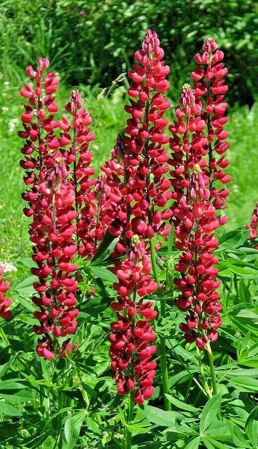 Tall Red Russell Lupine Seeds - 50 Seeds, Lupinus polyphyllus 'My Castle', Maries Green Garden