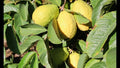 Beaumont Guava Seeds - 50+ Pack for Garden Planting - Psidium guajava - USA - Free Shipping
