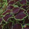 Premium Sun Chocolate Mint Coleus Seeds - 25+ Pack - Perfect for Garden - Coleus blumei