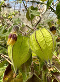 Goldenberry Cuttings - 6 'Giant' Physalis peruviana Plants for Propagation