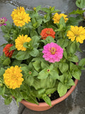 Dahlia Flowered Zinnia Seeds - 100+ Non-GMO Mix, Attracts Butterflies & Bees - Zinnia elegans