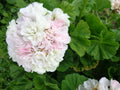 Fresh Live Geranium Starter Cuttings - 3 x 6" White with Light Pink - Pelargonium spp.