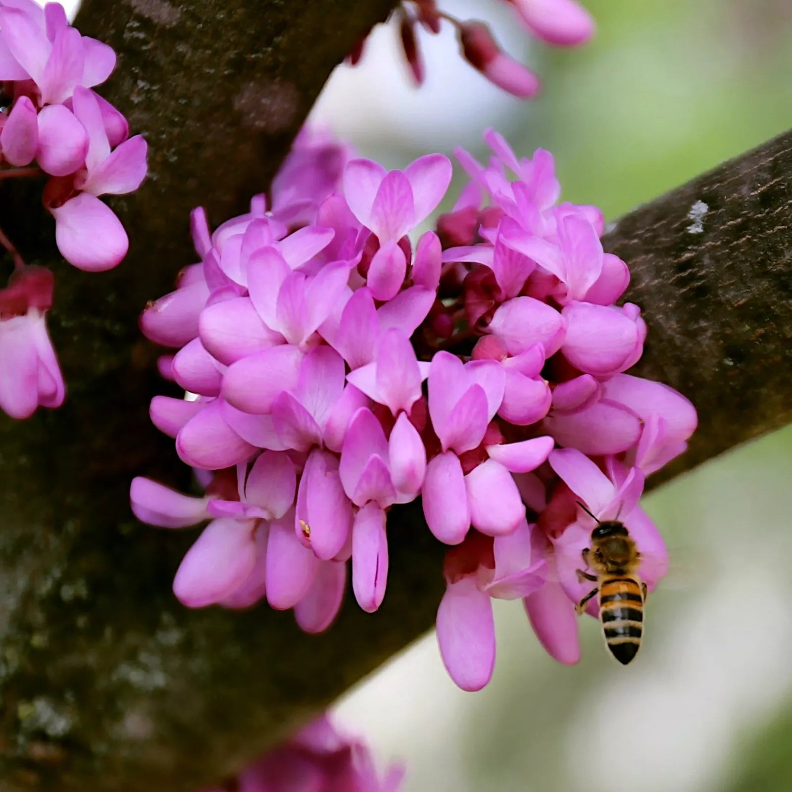 Judas Tree Seeds - Cercis siliquastrum - Mediterranean Redbud Flowers - Fast Hardy - 4 Seeds