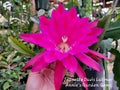 Epiphyllum Cuttings - 8 to 10 Inches Long - Jeanette Davis Latimer - Unrooted