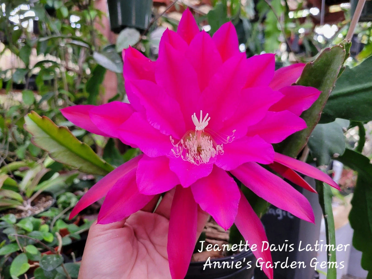 Epiphyllum Cuttings - 8 to 10 Inches Long - Jeanette Davis Latimer - Unrooted