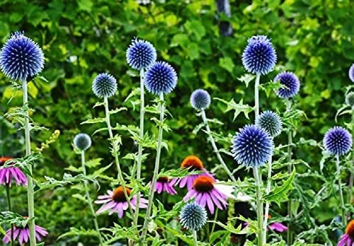 Globe Thistle Seeds - 30 Pack - Exotic Blue Echinops ritro - Perennial Flowering Plant Seeds for Garden
