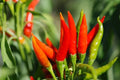 Tabasco Hot Pepper Seeds - 100 Pack - Spicy Variety for Planting - Capsicum frutescens