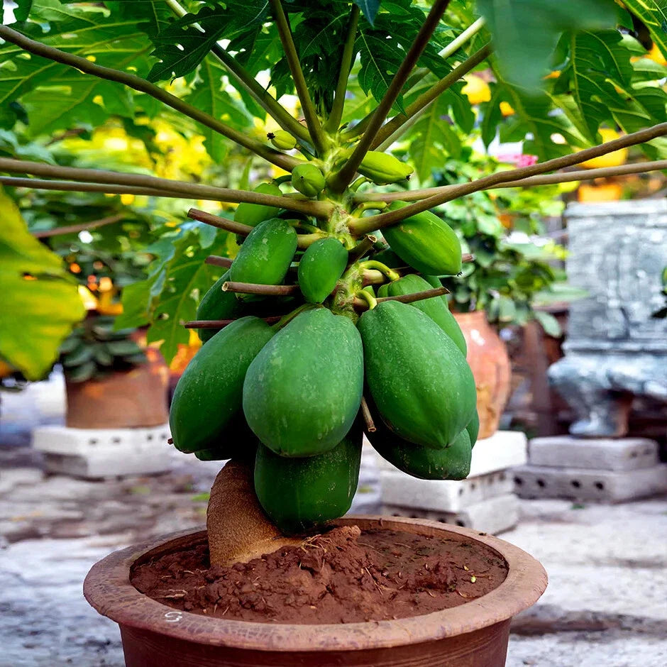 Dwarf Solo Waimanalo Tree Seeds - 20 Pack - Fast Fruit Houseplant - Carica Papaya