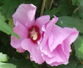 Pink Rose of Sharon Hibiscus Plant - Organic Live Rooted Plant in Water - Hibiscus syriacus