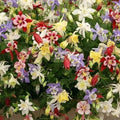Wildflower Seeds Mix - 500+ Perennial Shade Blend - Non-GMO Heirloom for Pollinators