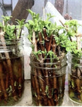 Elderberry Cuttings Unrooted - 3 Organic Sambucus Bush Shrub Perennials - Native Medicinal Plants for Forest Garden