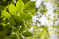 White Ash Tree Sapling - Fraxinus americana - Ready to Plant for Landscaping and Shade