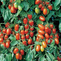 Juliet Tomato Seeds - F1 Hybrid - Non-GMO - Heirloom Variety - Solanum lycopersicum - Garden Seed Store