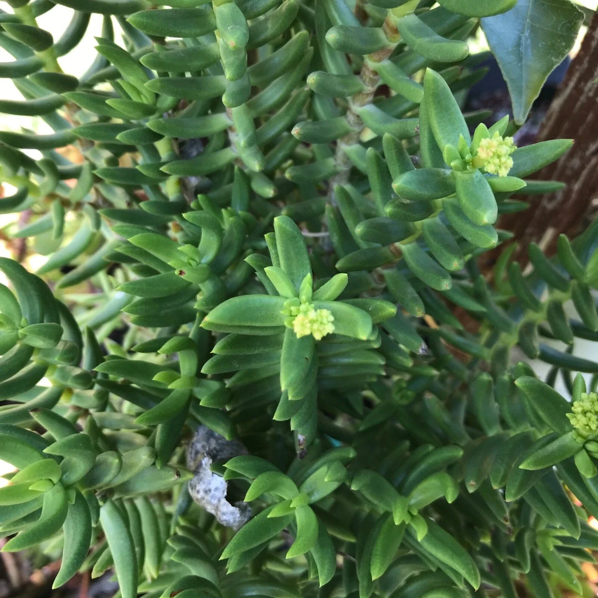 Mini Pine Tree Cuttings - Succulent Bonsai - 4 Pack - Perfect for Home Decor or Gifts - Pinus spp.