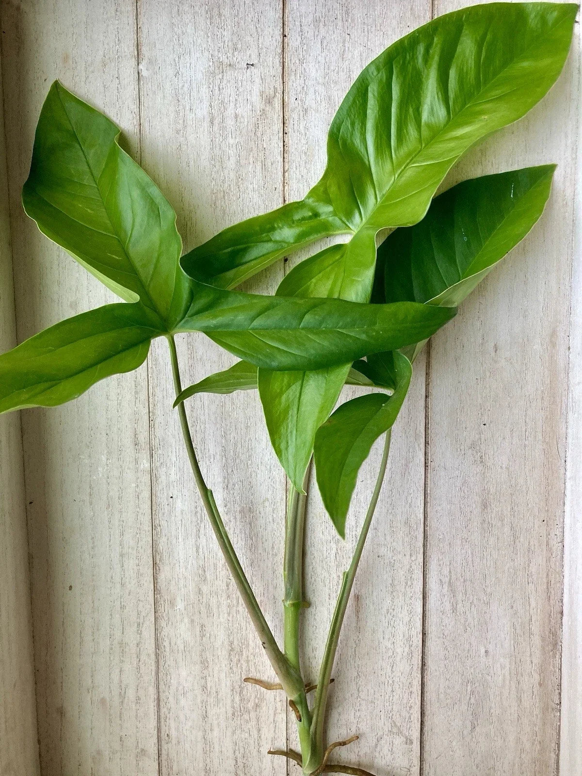 Rooted Arrowhead Vines - 15 Pack - Syngonium podophyllum - Indoor House Plants for Easy Care and Beautiful Decor