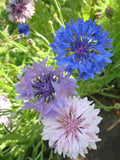 Bachelor Buttons Seeds Mix - 175 Seeds - Centaurea cyanus - Vibrant Colors for Wildflower Gardens - GroCo USA
