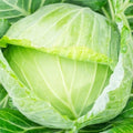 Golden Acre Cabbage Seeds | NON-GMO Heirloom Seeds | Fresh Garden Seeds | Brassica oleracea