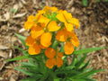 1200 Seeds Wallflower, Siberian Fragrant Biennial, Erysimum suecicum, GroCo USA, Buy Any 15 Ships Free