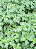 200+ Seeds Egyptian Spinach Saluyot Jute Molokhia - Heirloom Vegetable Seeds for Home Gardening