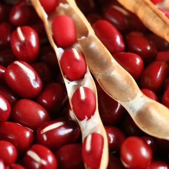 Adzuki Red Bean Seeds - 50+ Count - Asian Vegetable Seeds - Vigna angularis for 2025 Planting in USA