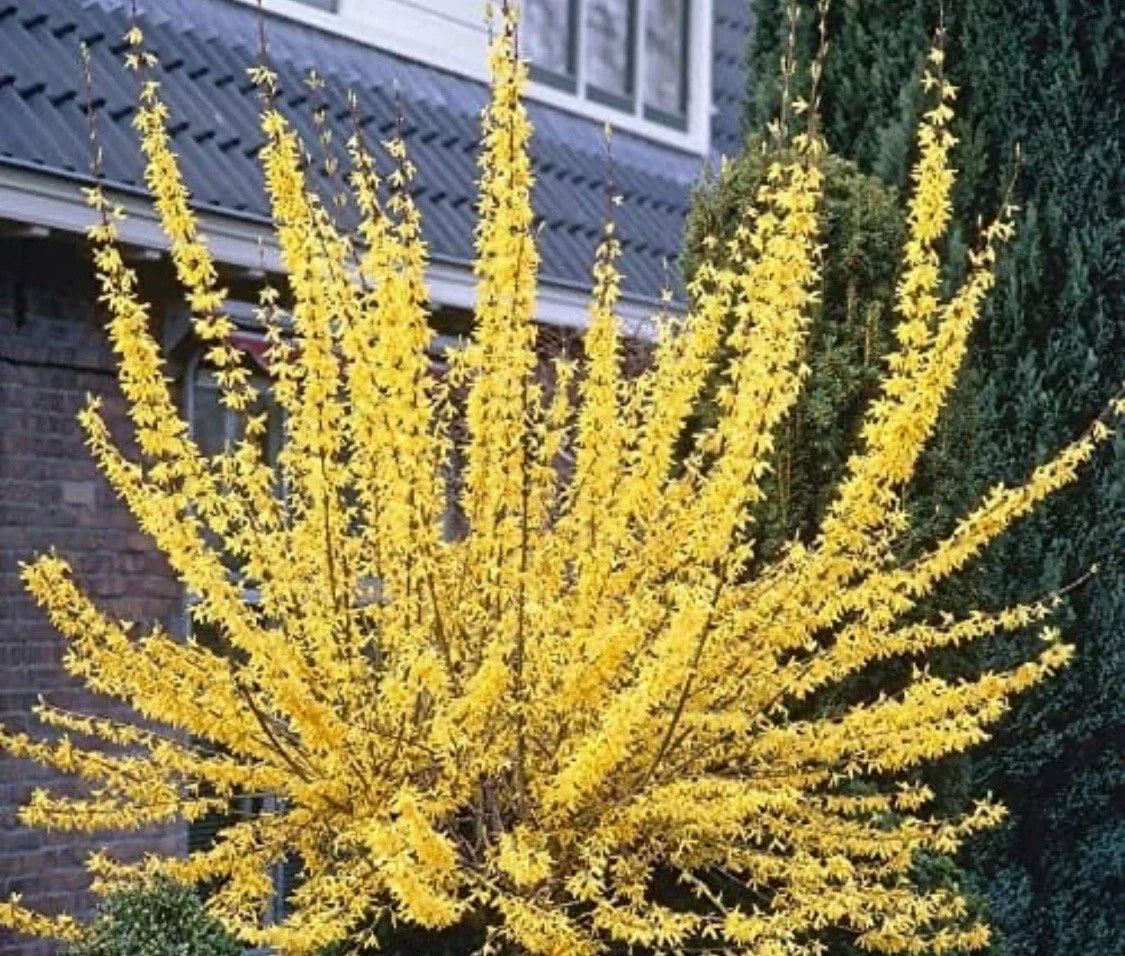 Forsythia Plant - 2-3 Year Old - Yellow Flowering Shrub - Forsythia x intermedia