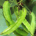 Winged Bean Seeds | Dragon Goa Variety | Asparagus Sigarilyas Chathura Payar Seed 2025