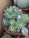 Echinopsis "Domino" Cactus Cluster Plant in 6 Inch Pot - Beautiful Succulent Greenhouse Plant