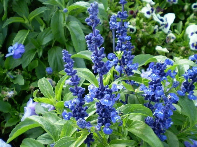 Sage Seeds 150 Count Blue Flower Salvia farinacea - GroCo USA - Buy 15 Ships Free