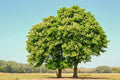 Chestnut Oak Tree Seedlings - 1 to 3 Feet Tall - Quercus prinus - Native Hardwood Trees for Landscaping and Reforestation