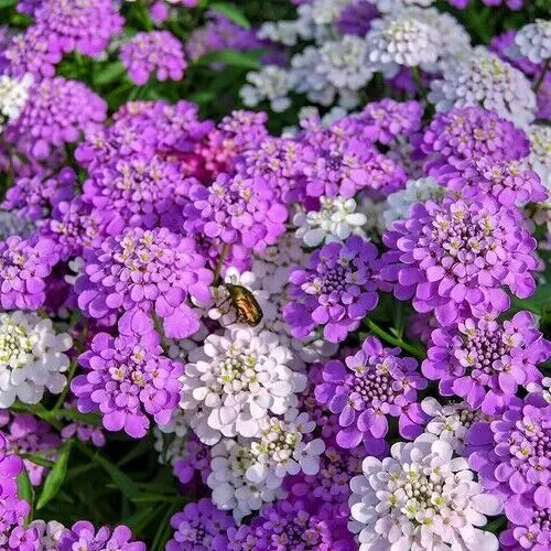 Candy Tuft Seeds 500 Annual Mixed Colors Pink White Iberis umbellata