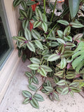 Tradescantia Zebrina Cuttings - 15 Healthy Purple Wandering Jew Cuttings - Large Size