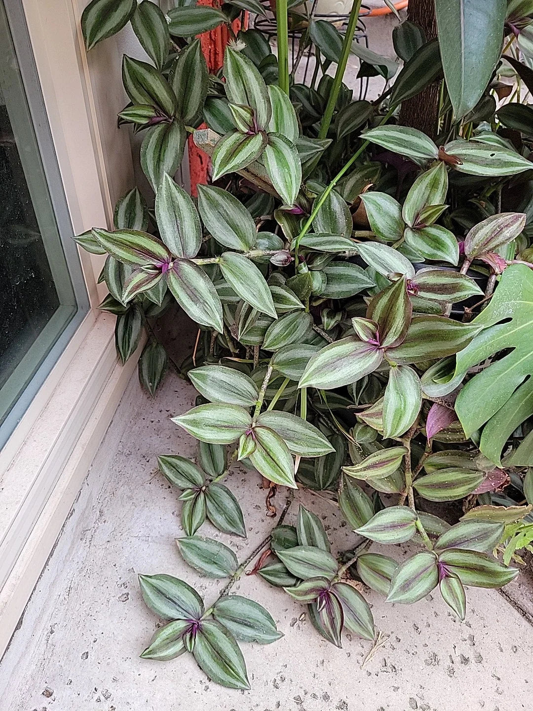 Tradescantia Zebrina Cuttings - 15 Healthy Purple Wandering Jew Cuttings - Large Size