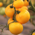 Golden Jubilee Tomato Seeds - Indeterminate Heirloom Yellow Variety - 2025 Seeds - Solanum lycopersicum