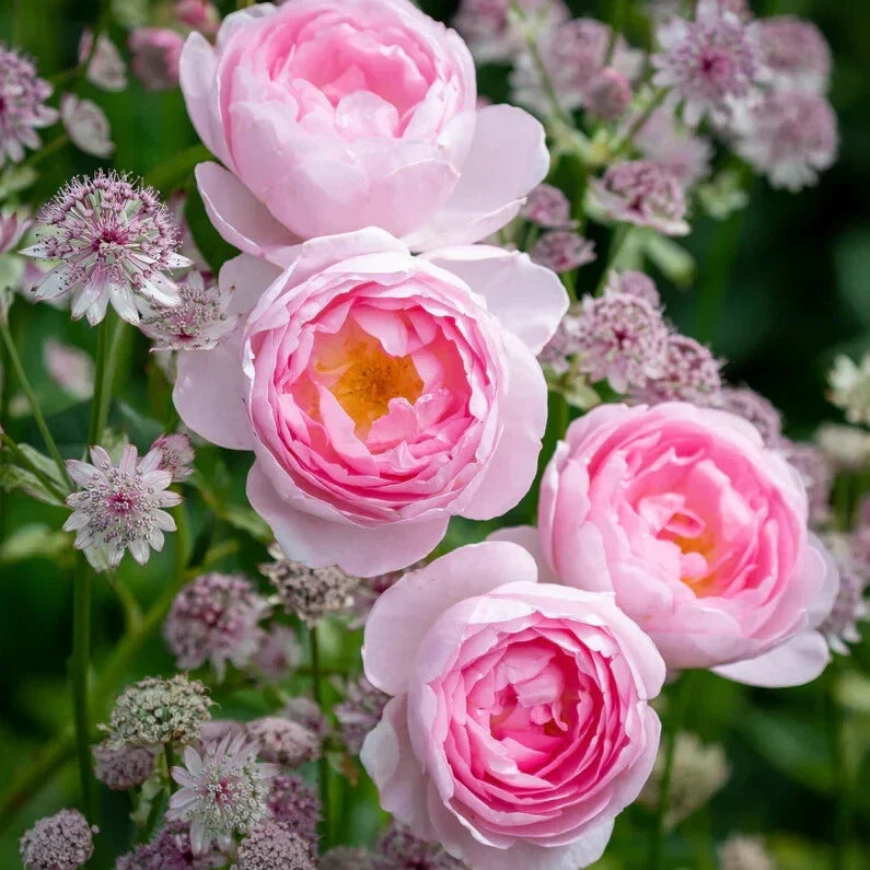 David Austin Scepter'd Isle Live Rose Cuttings - 5-8" Fresh Stems - Unrooted - Ideal for Gardening and Propagation